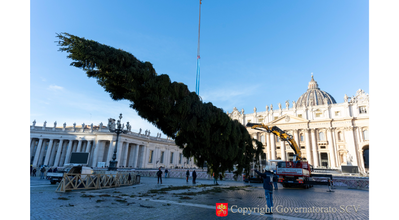 The Christmas tree is already in the Vatican, and so is a question with an answer: is it right to cut down a tree like this?