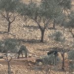 Holy Land: In Taybeh, Christian olive farmers are being driven away from their trees while Jewish settlers steal their olive trees Holy Land: In Taybeh, Christian olive farmers are being driven away from their trees while Jewish settlers steal their olive trees